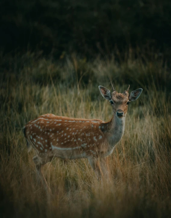 a deer that is standing in the grass, a picture, pexels contest winner, cinematic outfit photo, 8 k photo, vintage photo, spotted