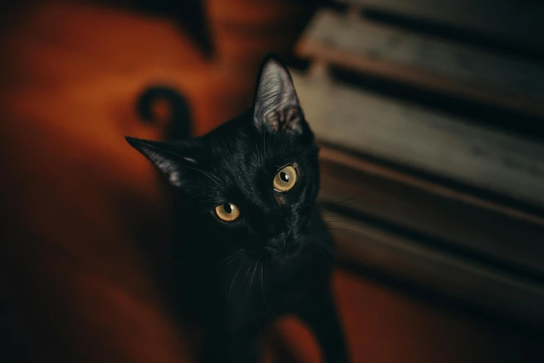 a black cat looking up at the camera, by Julia Pishtar, pexels contest winner, renaissance, cutest, avatar image, 4 k cinematic photo, instagram photo