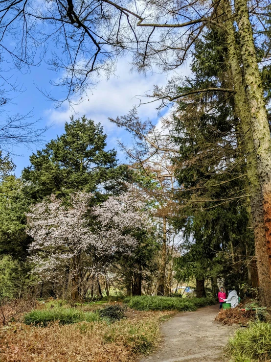 a couple of people that are walking down a path, inspired by Maruyama Ōkyo, magnolia, today\'s featured photograph 4k, trees. wide view, picnic