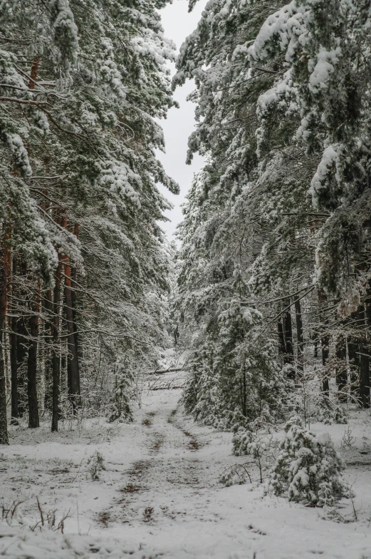 a forest filled with lots of snow covered trees, inspired by Ivan Shishkin, pexels contest winner, road between tall trees, today\'s featured photograph 4k, nordic forest colors, covered in ice