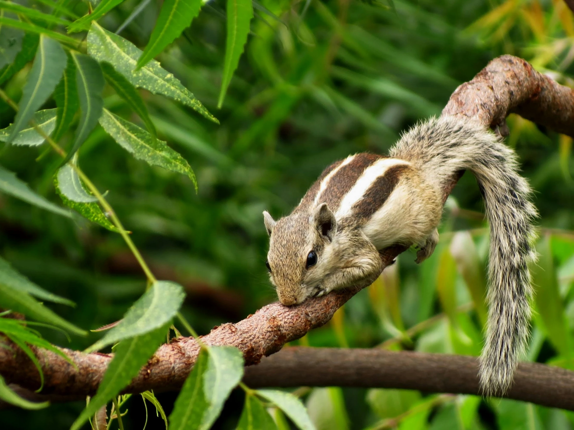 a small squirrel sitting on top of a tree branch, trending on pexels, sumatraism, bushy white beard, getty images, squirrel/tiger, sprawling