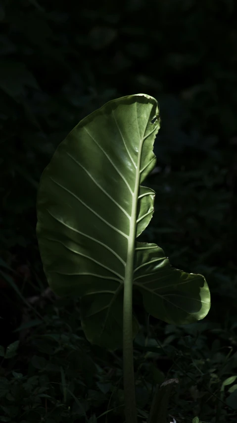 a close up of a leaf in the dark, an album cover, unsplash contest winner, sumatraism, tooth wu : : quixel megascans, instagram photo, a photo of an elephant, light green