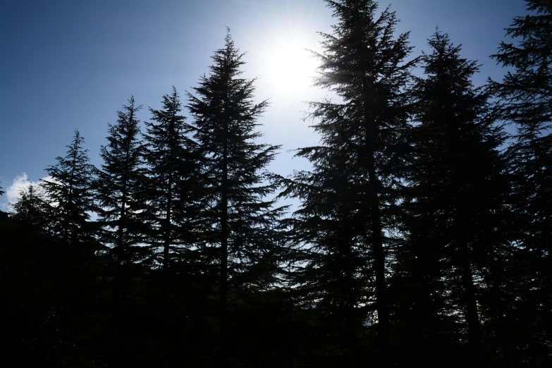 a man flying through the air while riding a snowboard, pexels, hurufiyya, sun through the trees, black fir, ((trees)), caledonian forest