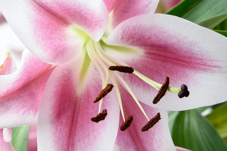 a close up of a pink and white flower, stargazer, tropical houseplants, ready to eat, engineered