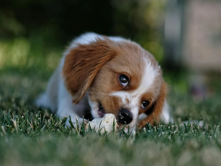 a puppy chewing on a bone in the grass, pexels contest winner, gif, miniature animal, gaming, food