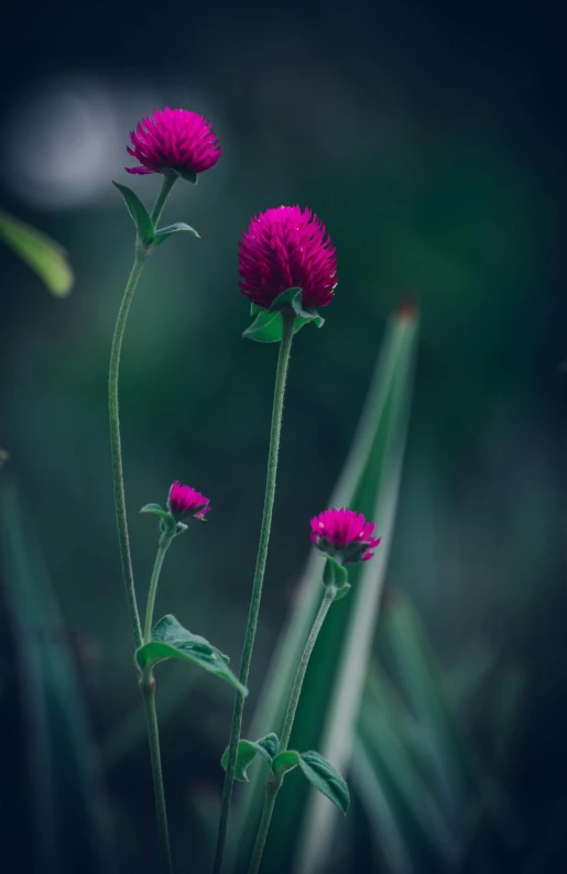 a group of purple flowers sitting on top of a lush green field, a macro photograph, by Jacob Kainen, unsplash, renaissance, against dark background, magenta and crimson and cyan, soft light - n 9, portrait of tall