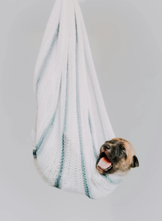 a dog that is sitting in a hammock, inspired by Elke Vogelsang, pexels contest winner, minimalism, white background, bouncy belly, made of lab tissue, small smile