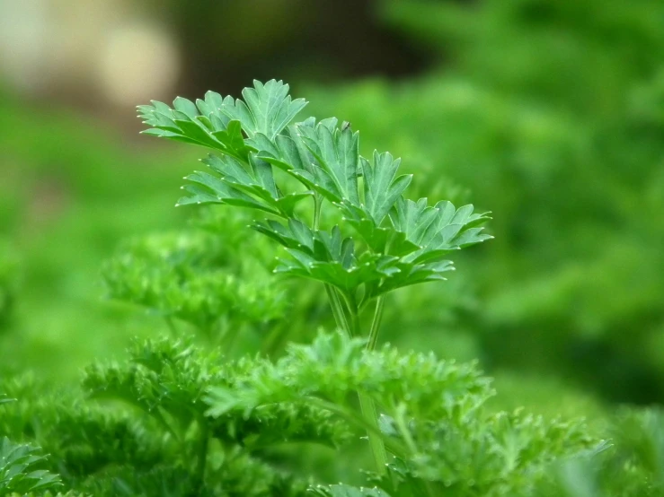 a close up of a plant with green leaves