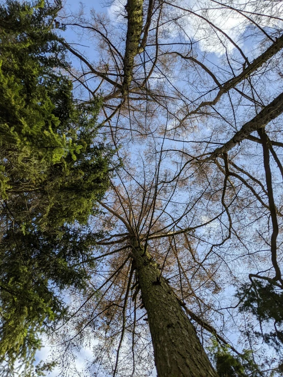 a group of tall trees in a forest, by Jacob Kainen, land art, low angle 8k hd nature photo, with branches! reaching the sky, taken on iphone 1 3 pro, ((trees))