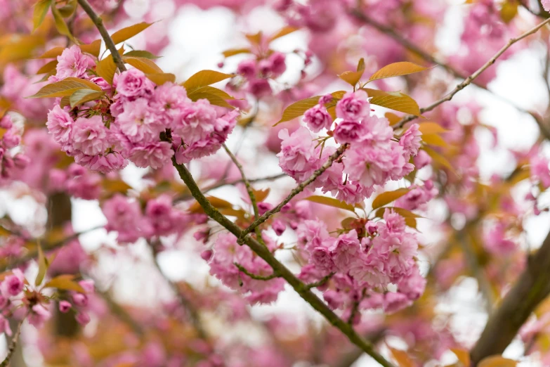 a bunch of pink flowers on a tree, by Julian Hatton, pexels, slight overcast weather, cherry, dynamic closeup, ben watts