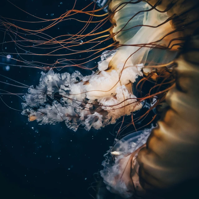 a jellyfish floating on top of a body of water, a microscopic photo, unsplash contest winner, romanticism, long wispy tentacles, 🦩🪐🐞👩🏻🦳, mariana trench, elegantly dressed