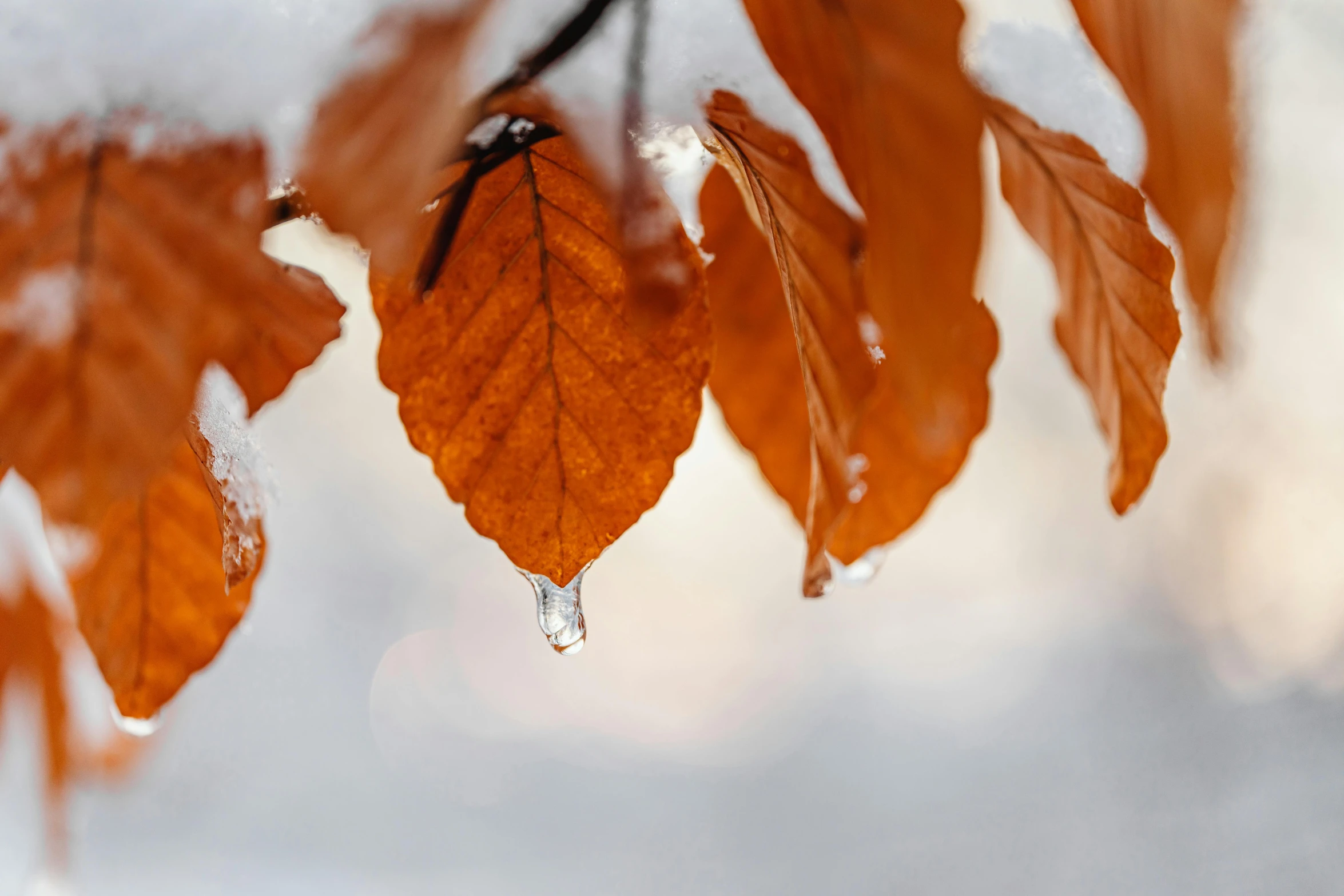 a close up of a tree branch covered in snow, trending on pexels, autumn leaves falling, water droplet, orange, thumbnail