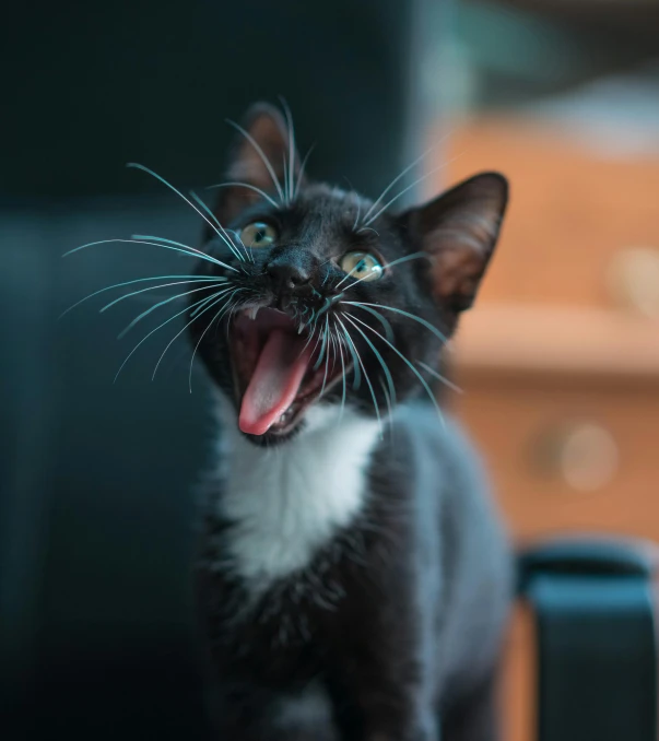 a black and white cat sitting on top of a chair, by Niko Henrichon, pexels contest winner, screaming yelling, closeup 4k, microscopic cat, 8k))