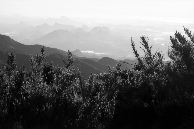 a black and white photo of a mountain range, a black and white photo, pexels contest winner, mountain plants, view from the top, in the early morning, photographic print