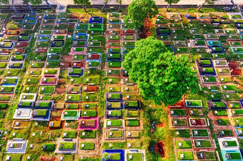 an aerial view of a cemetery with a tree, a colorized photo, by Joze Ciuha, pexels contest winner, vibrant greenery, sao paulo, 🎨🖌️, day of all the dead