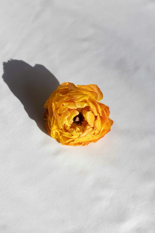 a yellow flower sitting on top of a white surface, by Rebecca Horn, giant rose flower head, sun puddle, detailed product image, orange