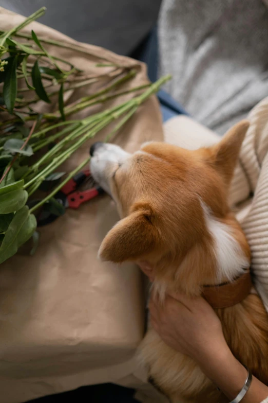 a woman holding a dog next to a bunch of flowers, trending on pexels, asleep, depicting a corgi made of fire, lush greens, cardboard