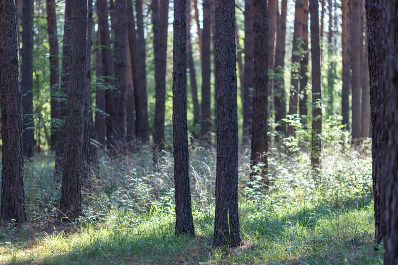 a red fire hydrant sitting in the middle of a forest, by Eglon van der Neer, unsplash, tonalism, sparse pine forest long shadows, panorama, ((trees)), medium format. soft light