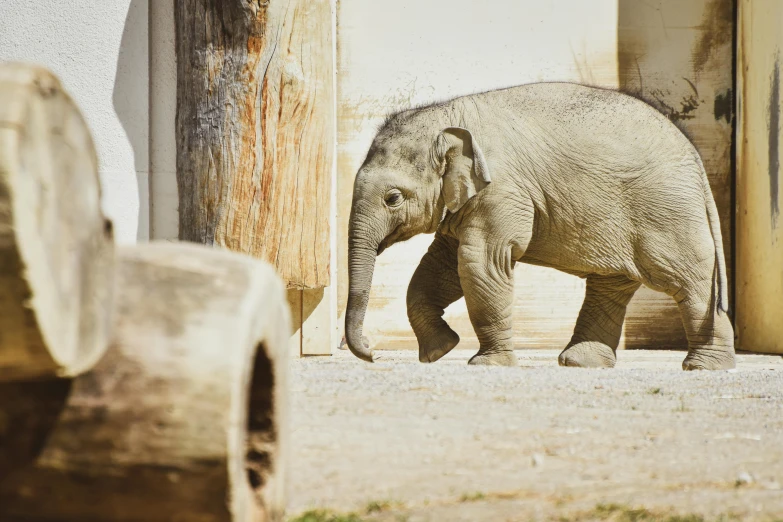 a baby elephant walking in front of a building, warm weather, grey, a wooden, amanda lilleston