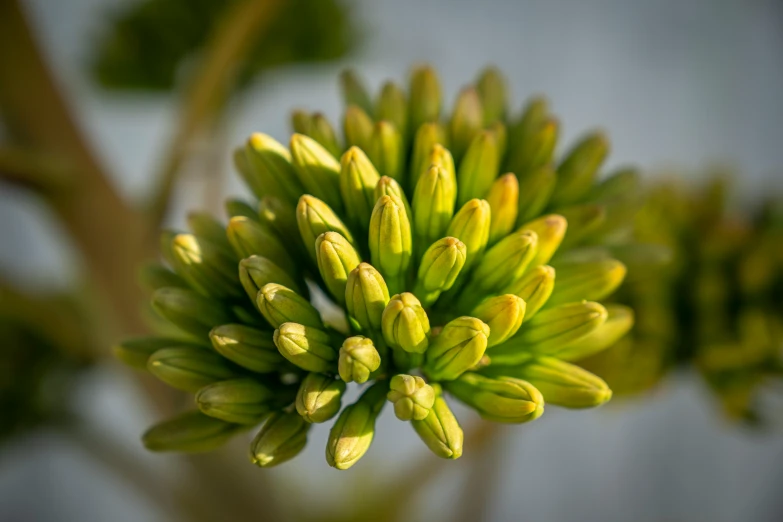 a close up of a bunch of green flowers, a macro photograph, by David Simpson, unsplash, precisionism, sprouting, clumps of bananas, flower buds, proteus vulgaris