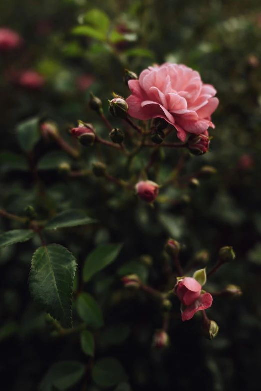 a pink rose blooming in a garden, an album cover, inspired by Elsa Bleda, trending on unsplash, 35mm print, single, lightweight, alessio albi