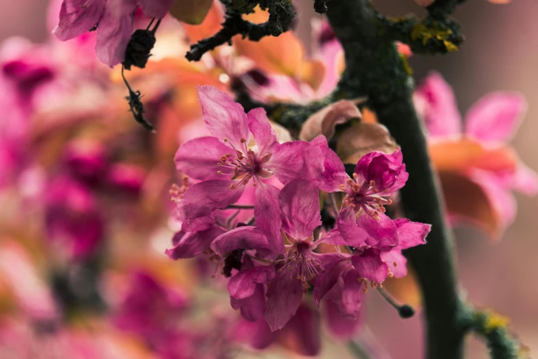 a close up of some pink flowers on a tree, a photo, unsplash, autumnal colours, 8k resolution”