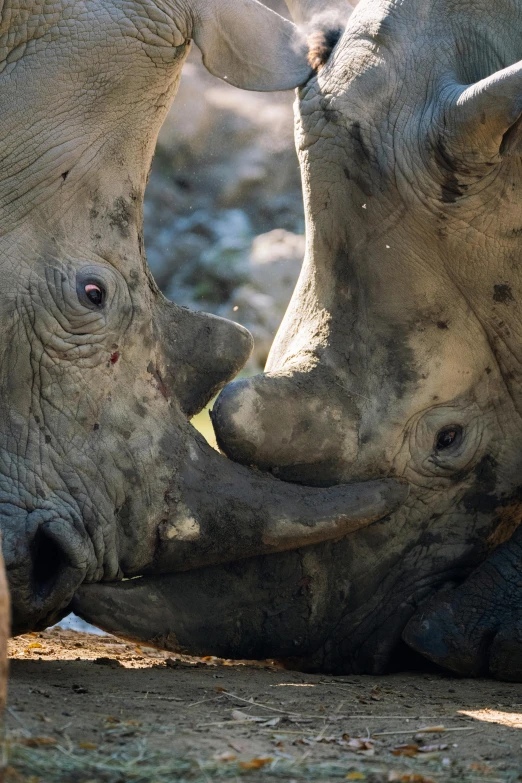 a couple of rhino standing next to each other, by Jan Tengnagel, trending on unsplash, renaissance, extreme close up, devastated, kiss, calmly conversing 8k
