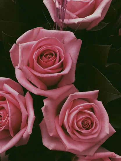 a bunch of pink roses sitting next to each other, by Robbie Trevino, up-close, dark. no text, instagram story, made of flowers