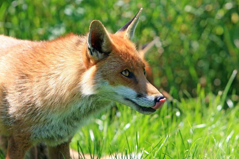 a fox standing on top of a lush green field, licking, in the sun, up close, striking colour