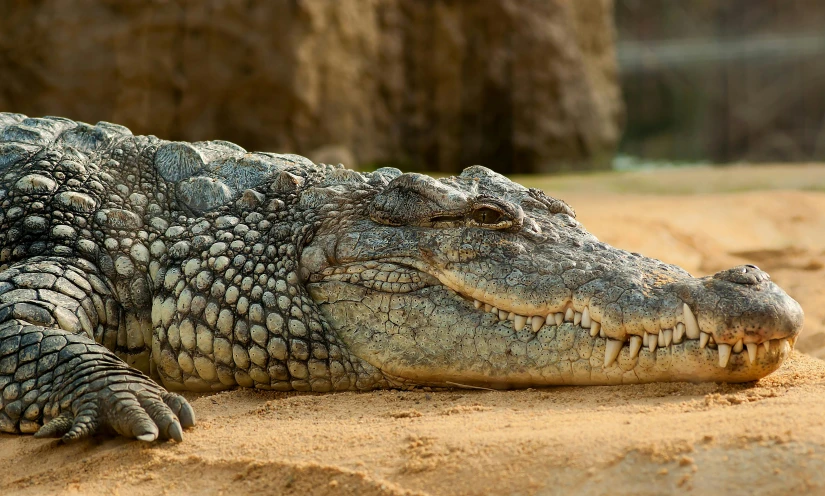 a large alligator laying on top of a sandy beach, a portrait, pexels contest winner, hurufiyya, pale white detailed reptile skin, 🦩🪐🐞👩🏻🦳, zoo, australian