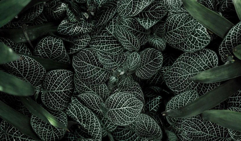 a close up of a bunch of leaves, inspired by Elsa Bleda, pexels contest winner, digital art, black and green, intricate highly detailed 8 k, extra terrestrial plants, infinite intricacy