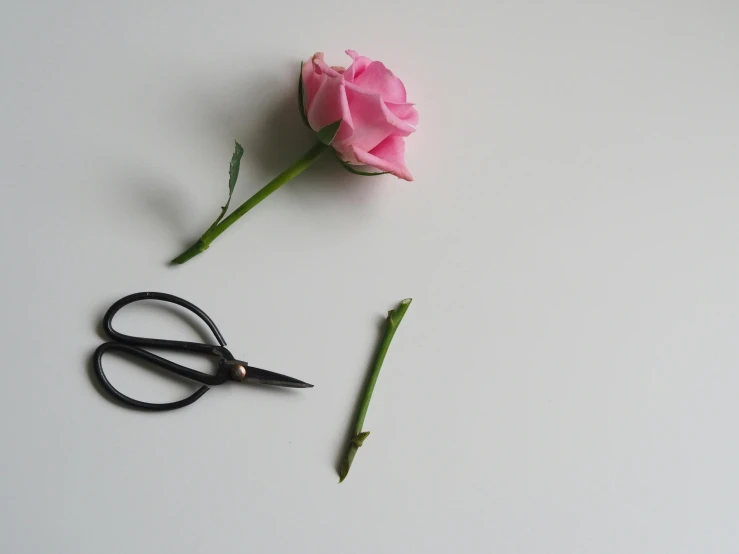 a pink rose sitting next to a pair of scissors, on a white table, shot on sony alpha dslr-a300, flower buds, without duplicate image