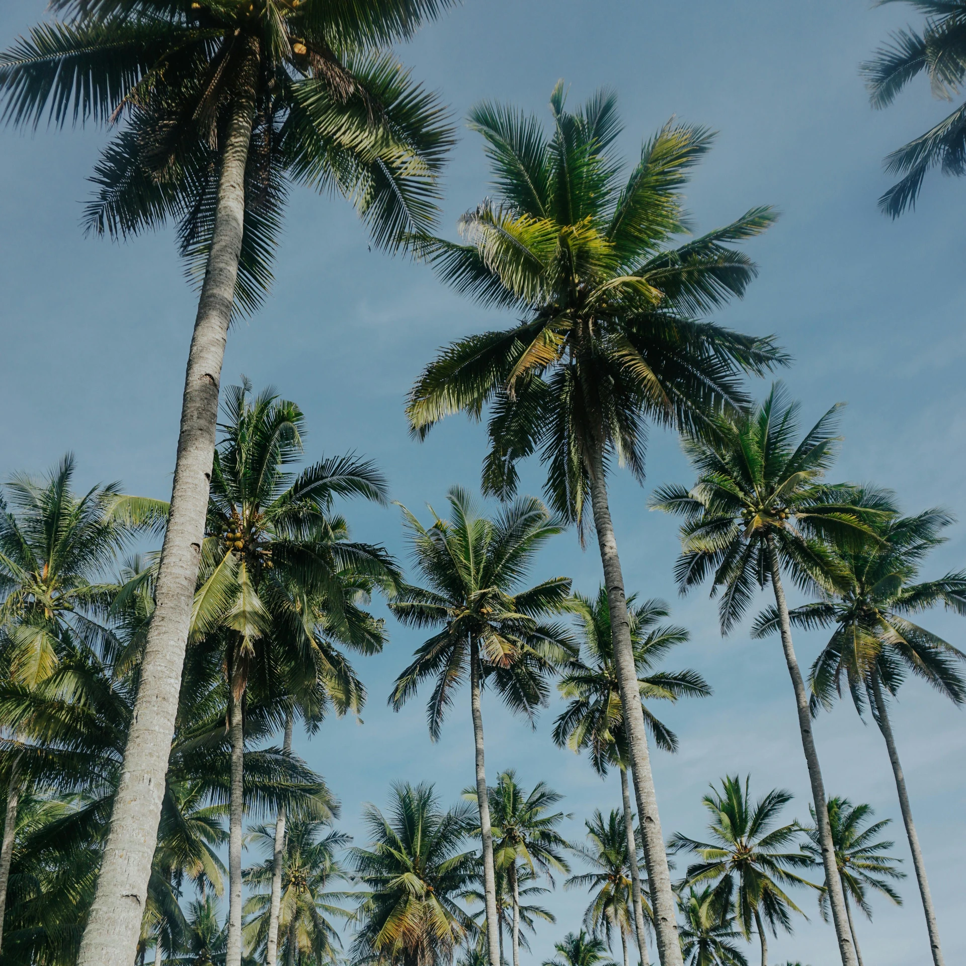 a group of palm trees standing next to each other