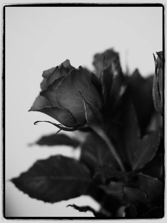 a black and white photo of a rose in a vase, a black and white photo, by Andor Basch, romanticism, studio medium format photograph, low detailed, michal mraz, very old