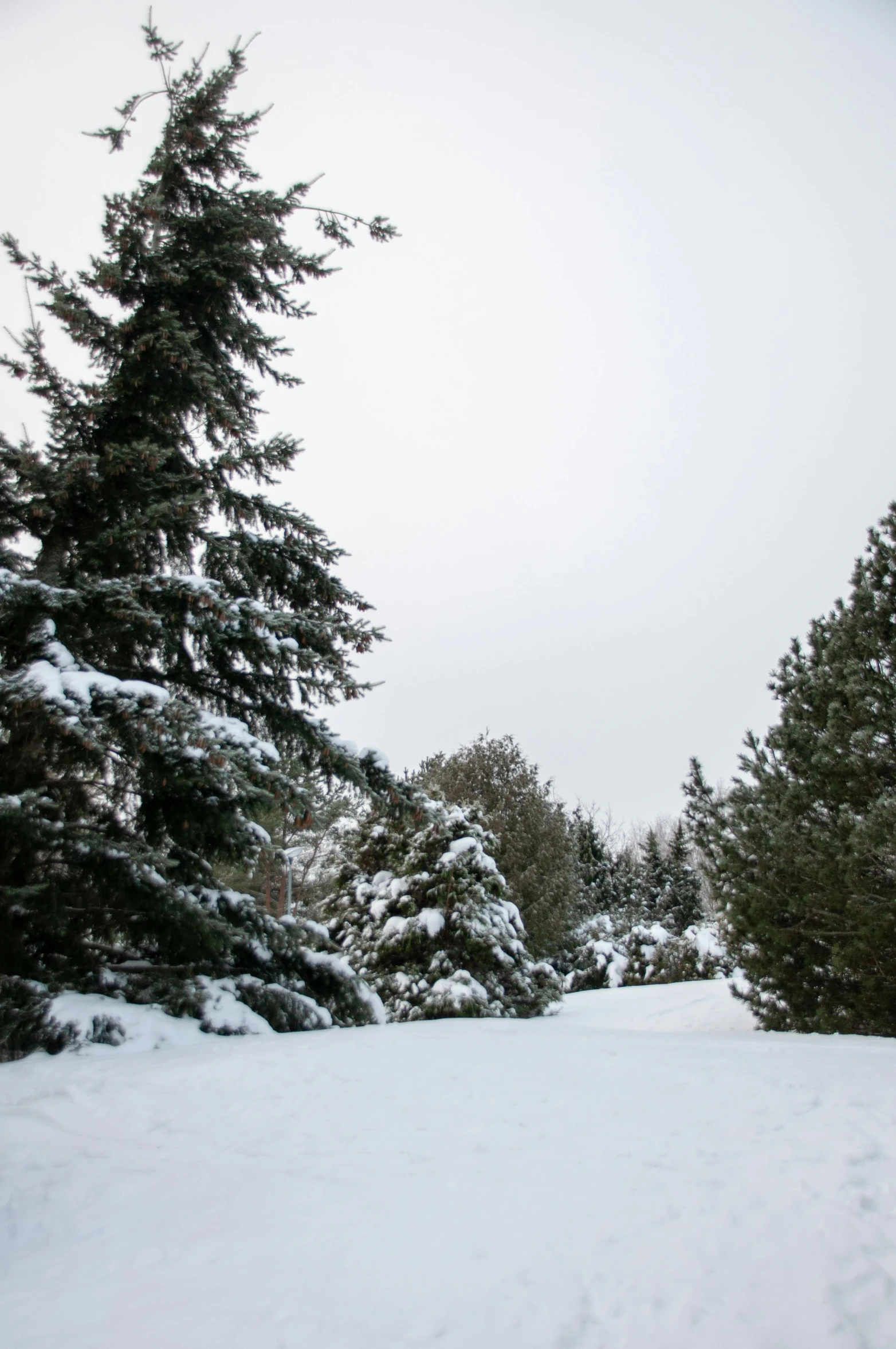 a man riding a snowboard down a snow covered slope, an album cover, unsplash, lush evergreen forest, gray sky, today\'s featured photograph 4k, botanical garden