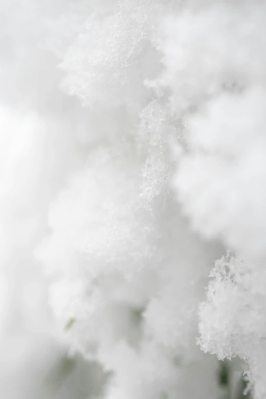 a close up of some snow on a tree, sitting in a fluffy cloud, avatar image, white: 0.5, super macro