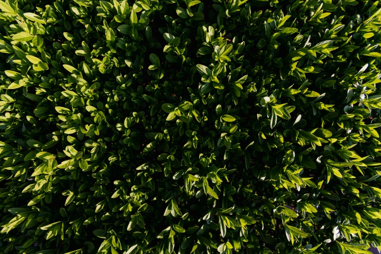 a close up of a bush with green leaves, by Carey Morris, unsplash, volumetric lighting from above, 8k high quality, green square, hi resolution