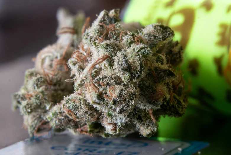 a close up of a flower on a table, by Arnie Swekel, ganja, fan favorite, frosty breath, the sour