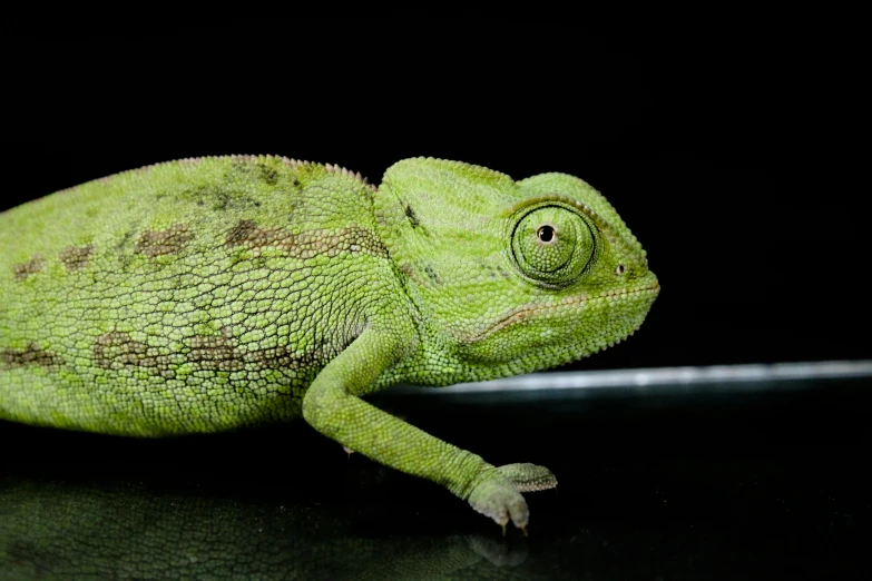a green chamelon sitting on a black surface, trending on pexels, silver eyes full body, madagascar, young male, professional photo