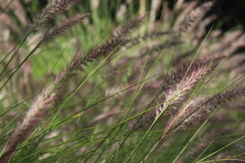 tall grass blowing in the wind on a sunny day, pexels, hurufiyya, purple feathers, a pair of ribbed, gushy gills and blush, full frame image