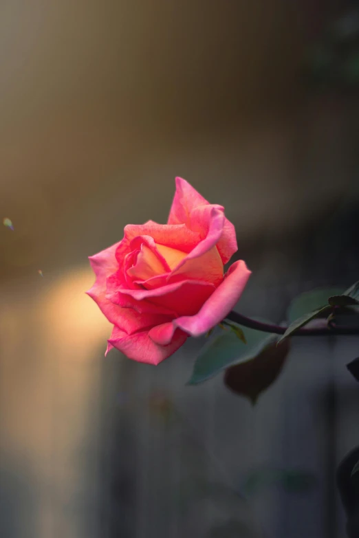 a close up of a flower with a blurry background, by Reuben Tam, unsplash, rose pink lighting, evening sun, paul barson, no cropping