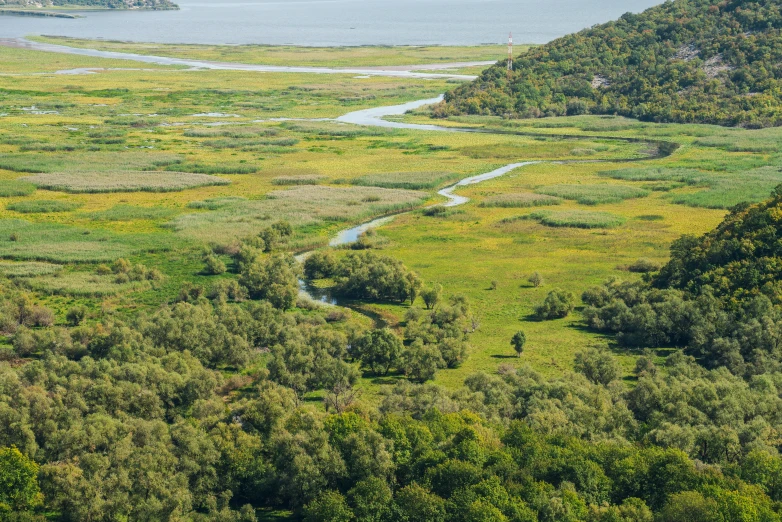 a river running through a lush green field, pexels, hurufiyya, mangrove swamp, taras susak, thumbnail, coastline