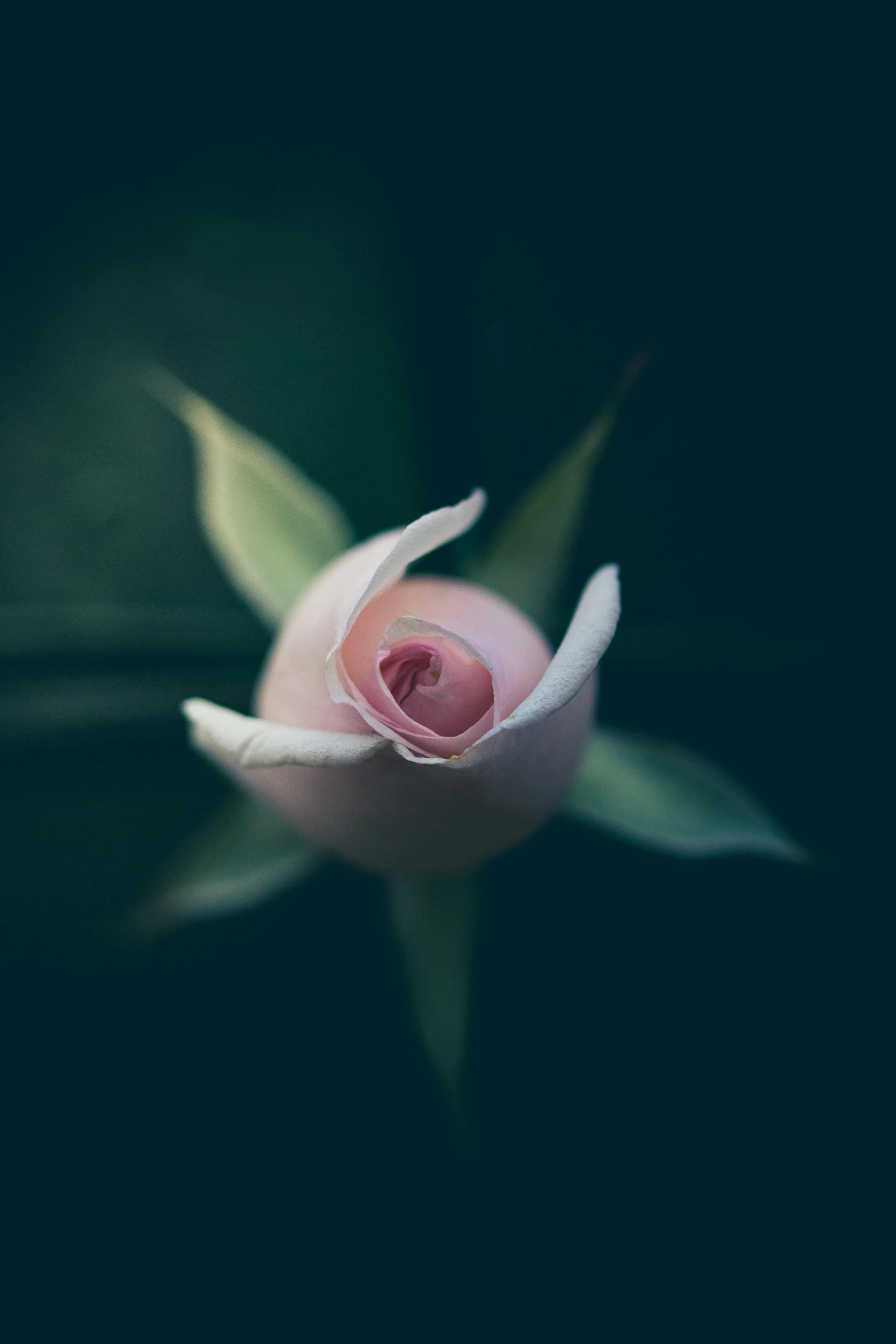a single pink rose on a dark background, a macro photograph, unsplash, in the jungle. bloom, paul barson, curled perspective, alessio albi