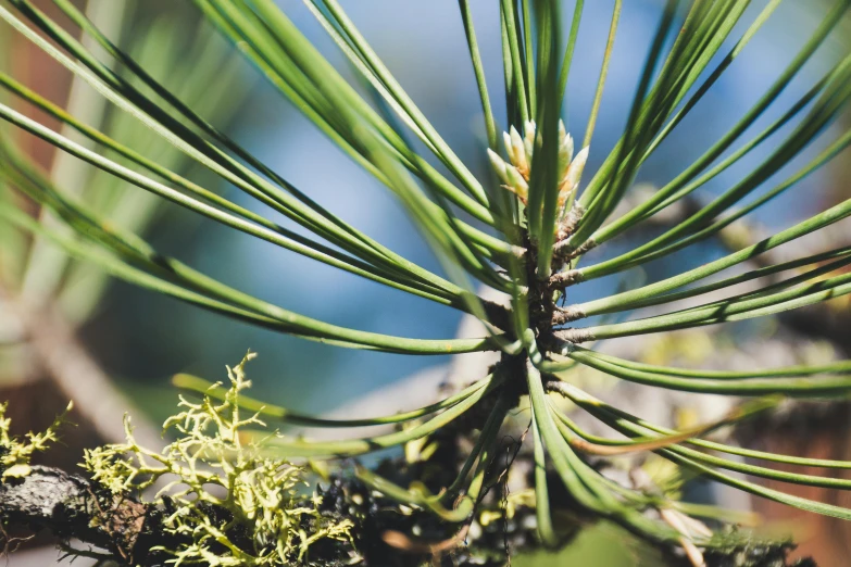 a close up of a branch of a pine tree, unsplash, hurufiyya, vegetated roofs, avatar image, spikey rocks, sprouting