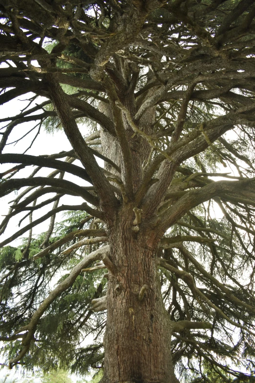 a large tree in the middle of a park, inspired by Samuel Prout, arabesque, closeup of arms, cedar, huge spines, as seen from the canopy