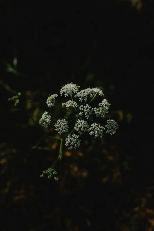 a small white flower in the dark, inspired by Elsa Bleda, unsplash, hurufiyya, herbs and flowers, tooth wu : : quixel megascans, forest details, multiple stories