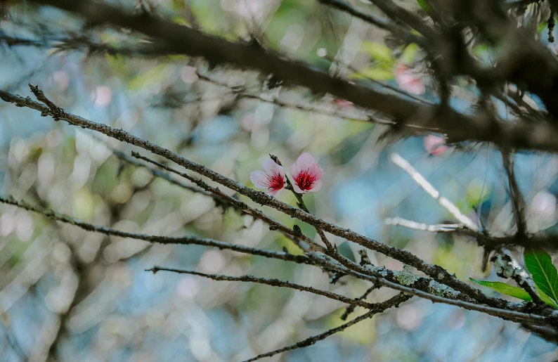 a pink flower sitting on top of a tree branch, by Elsa Bleda, unsplash, australian bush, two, during spring, a wooden