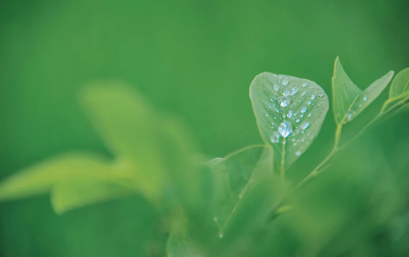 a close up of a leaf with water droplets on it, by Jan Rustem, unsplash, light green mist, soft light.4k, clover, highly rendered