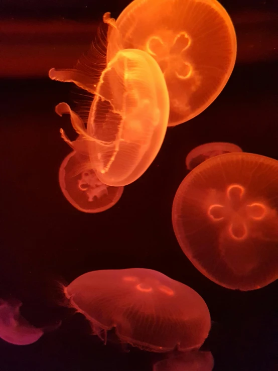 a group of jellyfishs floating in the water, a microscopic photo, pexels contest winner, red glowing skin, light toned, electric orange glowing lights, slide show