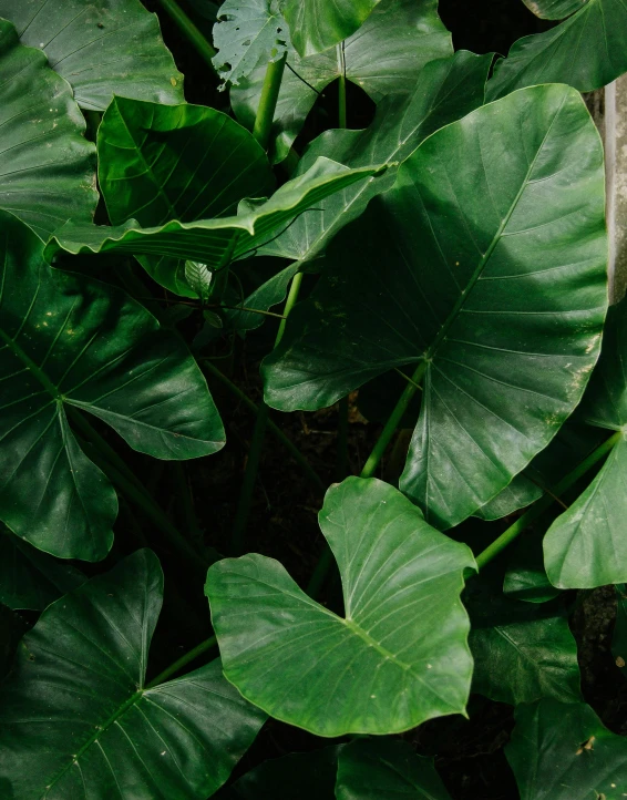 a close up of a plant with large leaves, next to a plant, lush green, a high angle shot, no cropping